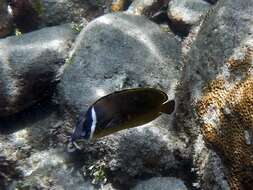 Image of Golden Butterflyfish