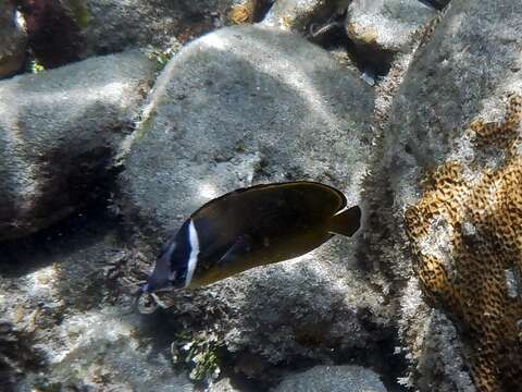 Image of Golden Butterflyfish