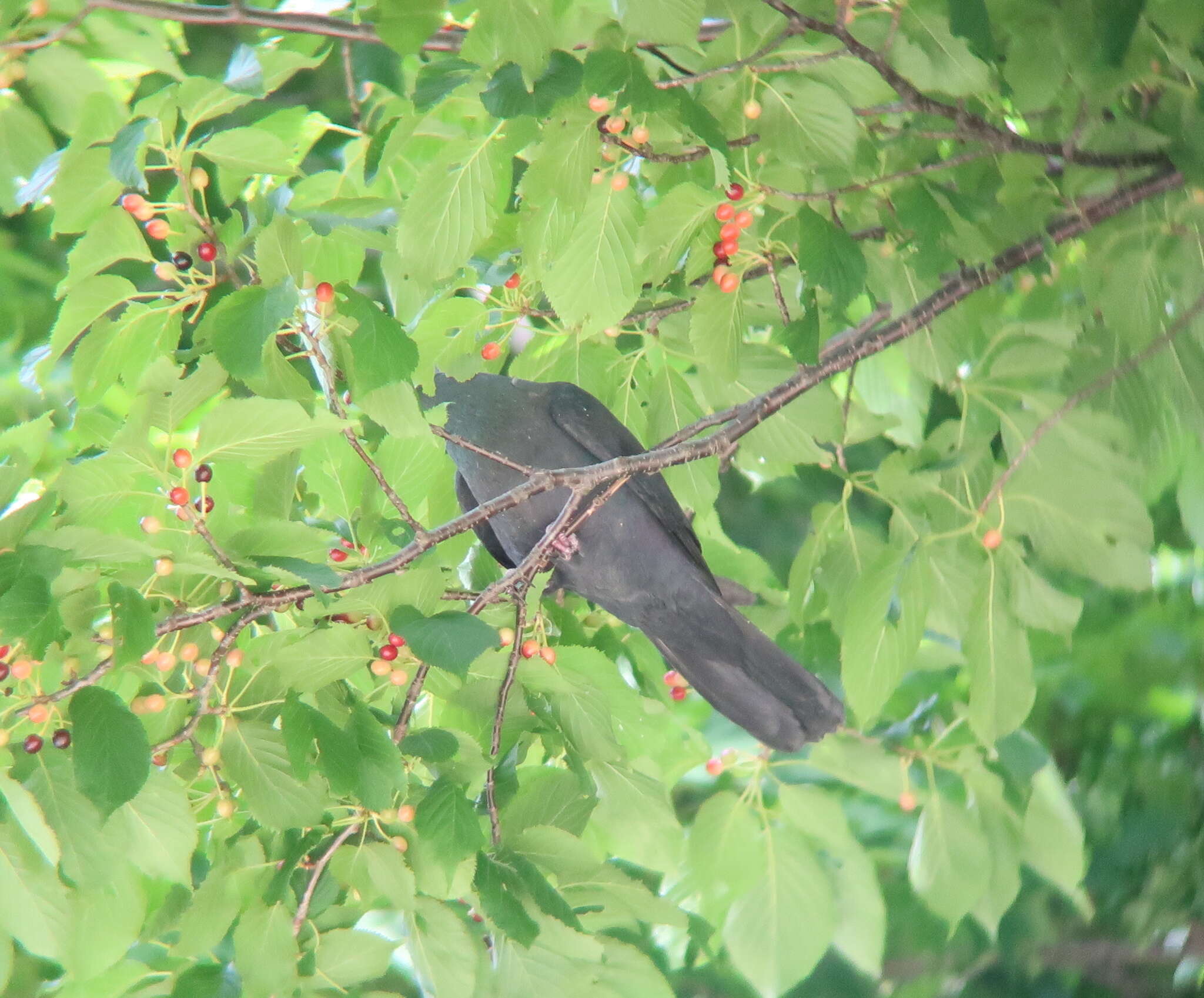 Image of Japanese Wood Pigeon