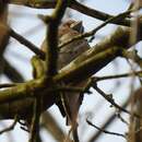 Coccothraustes coccothraustes coccothraustes (Linnaeus 1758) resmi