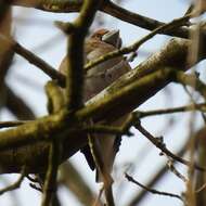 Image of Coccothraustes coccothraustes coccothraustes (Linnaeus 1758)