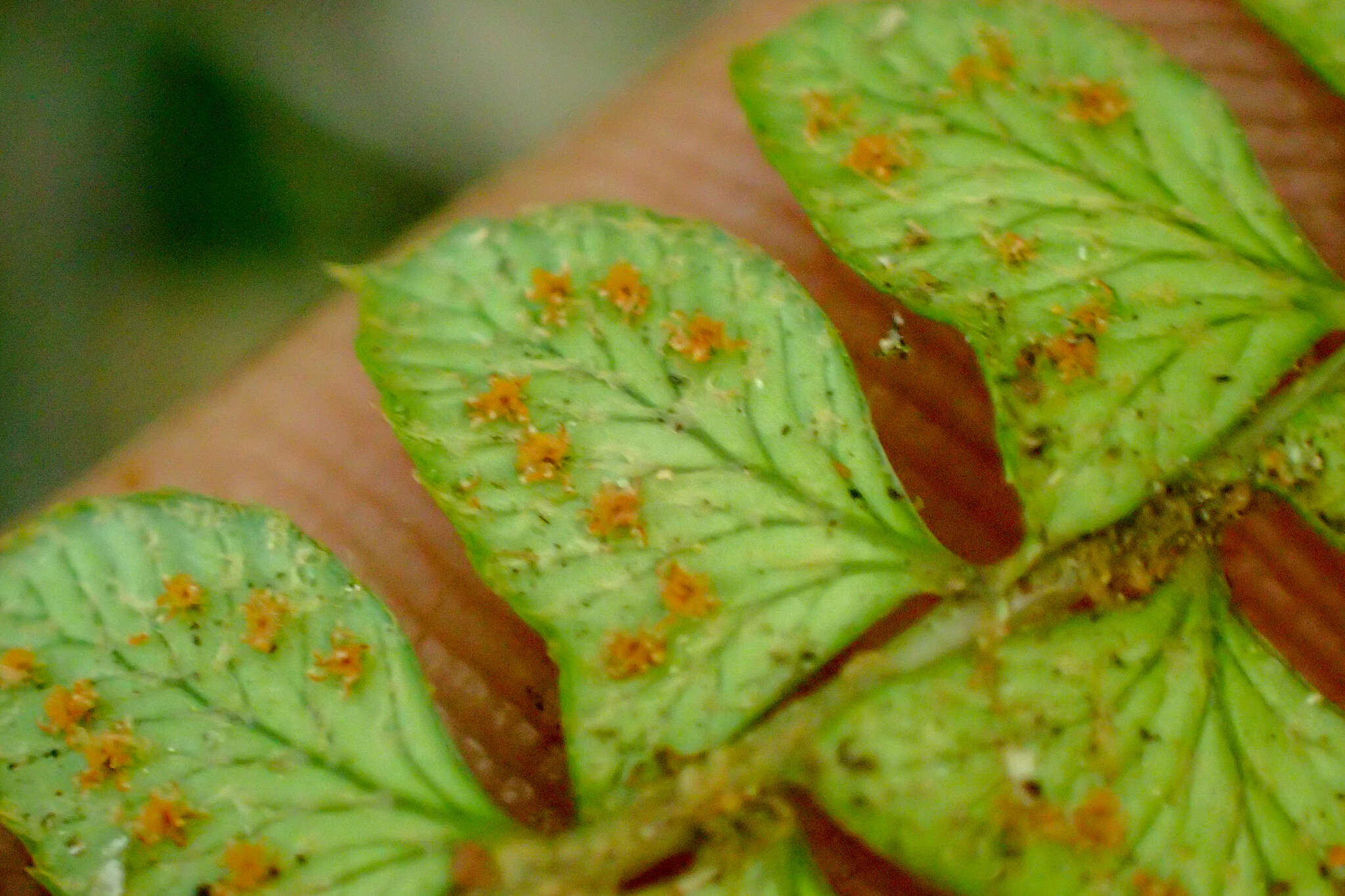 Image of Polystichum levingei C. Hope ex Christ