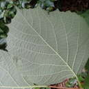 Image of Styrax obassia Siebold & Zucc.