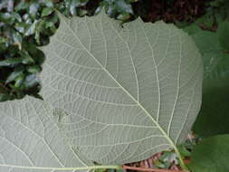 Image of Styrax obassia Siebold & Zucc.