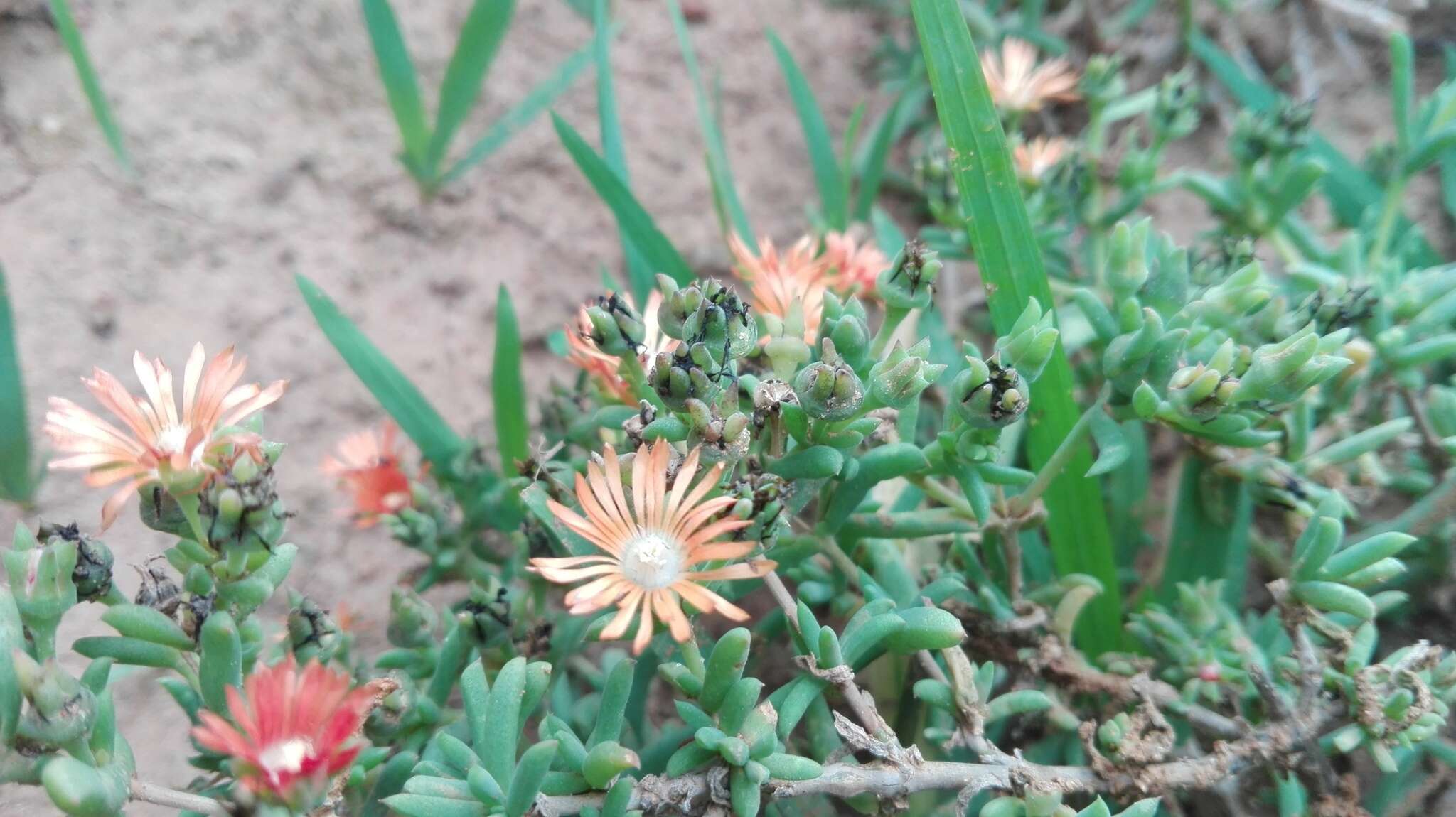 Imagem de Delosperma testaceum (Haw.) Schwant.