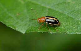 Слика од Cyclotrypema furcata (Olivier 1808)