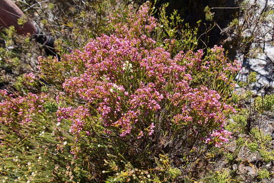 Image of Erica ferrea Berg.