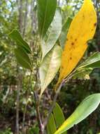 Image of Ambavia gerrardii (Baill.) Le Thomas