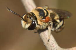 Image of Pseudapis oxybeloides (Smith 1875)