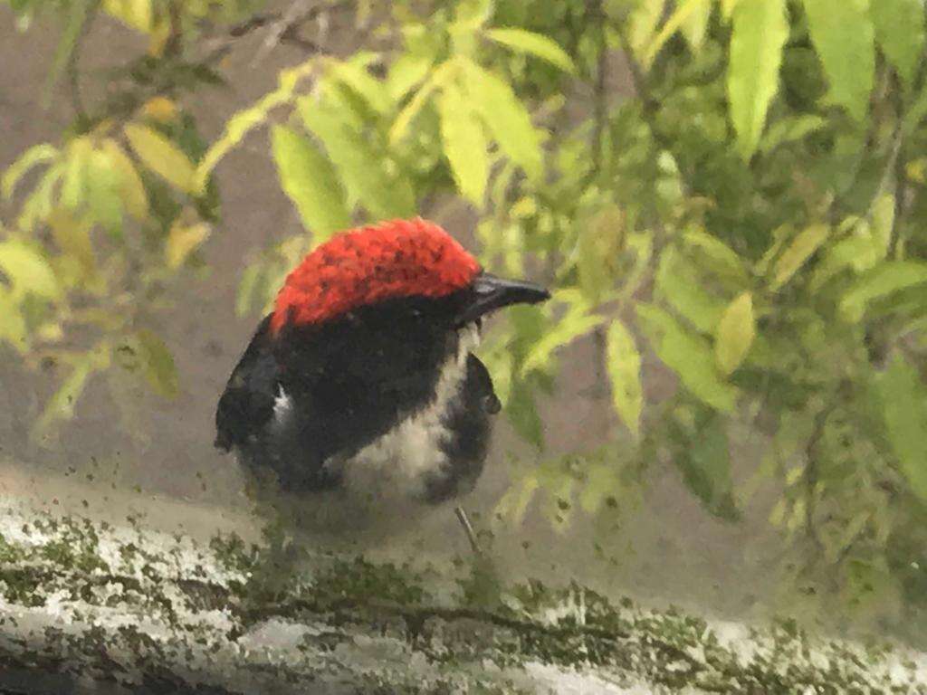 Image of Scarlet-backed Flowerpecker