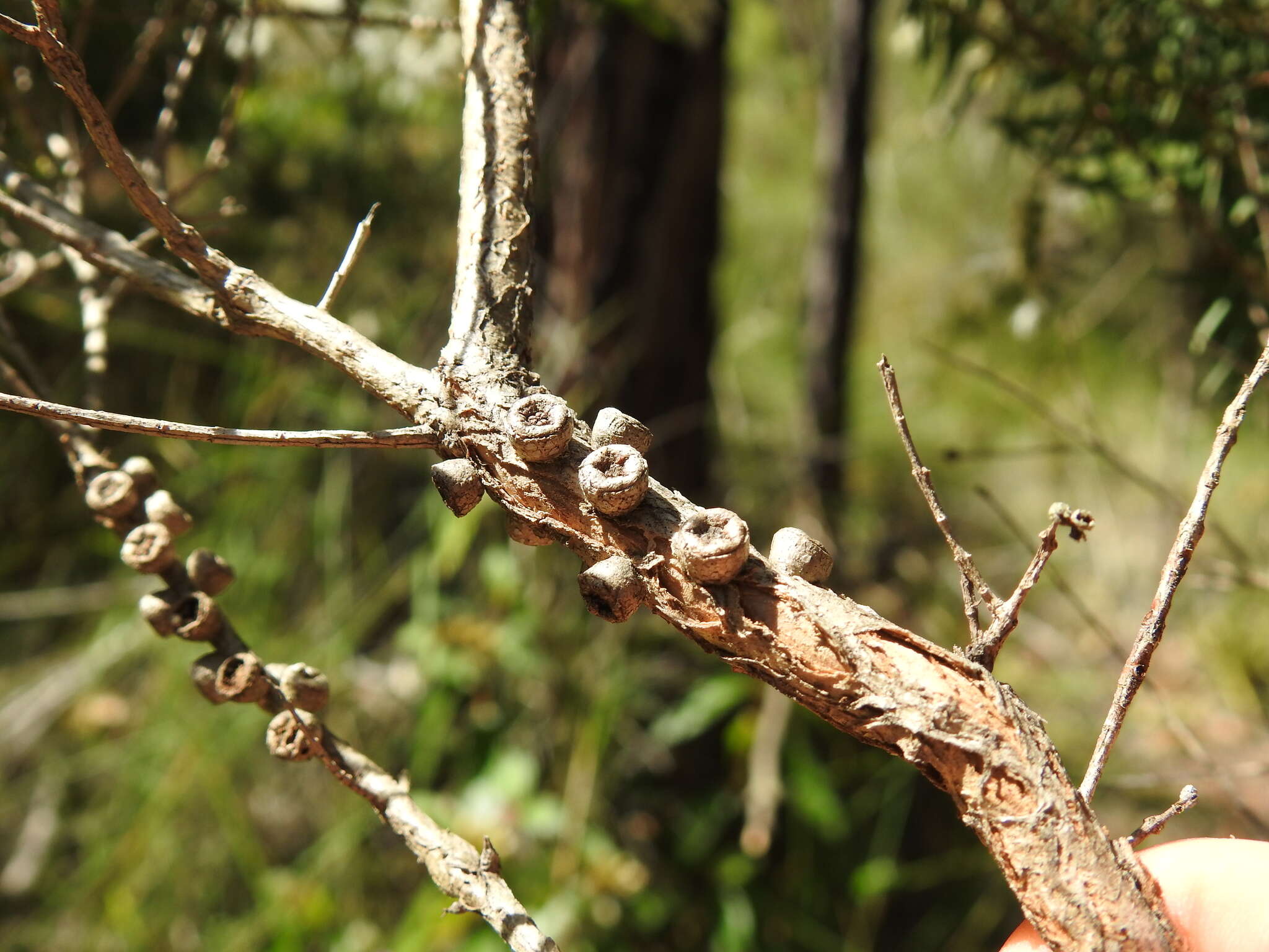 Image of cajeput tree