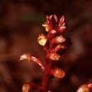 Image of Bentley's coralroot