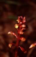 Image of Bentley's coralroot