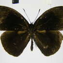 Image of Smith's Bush-brown