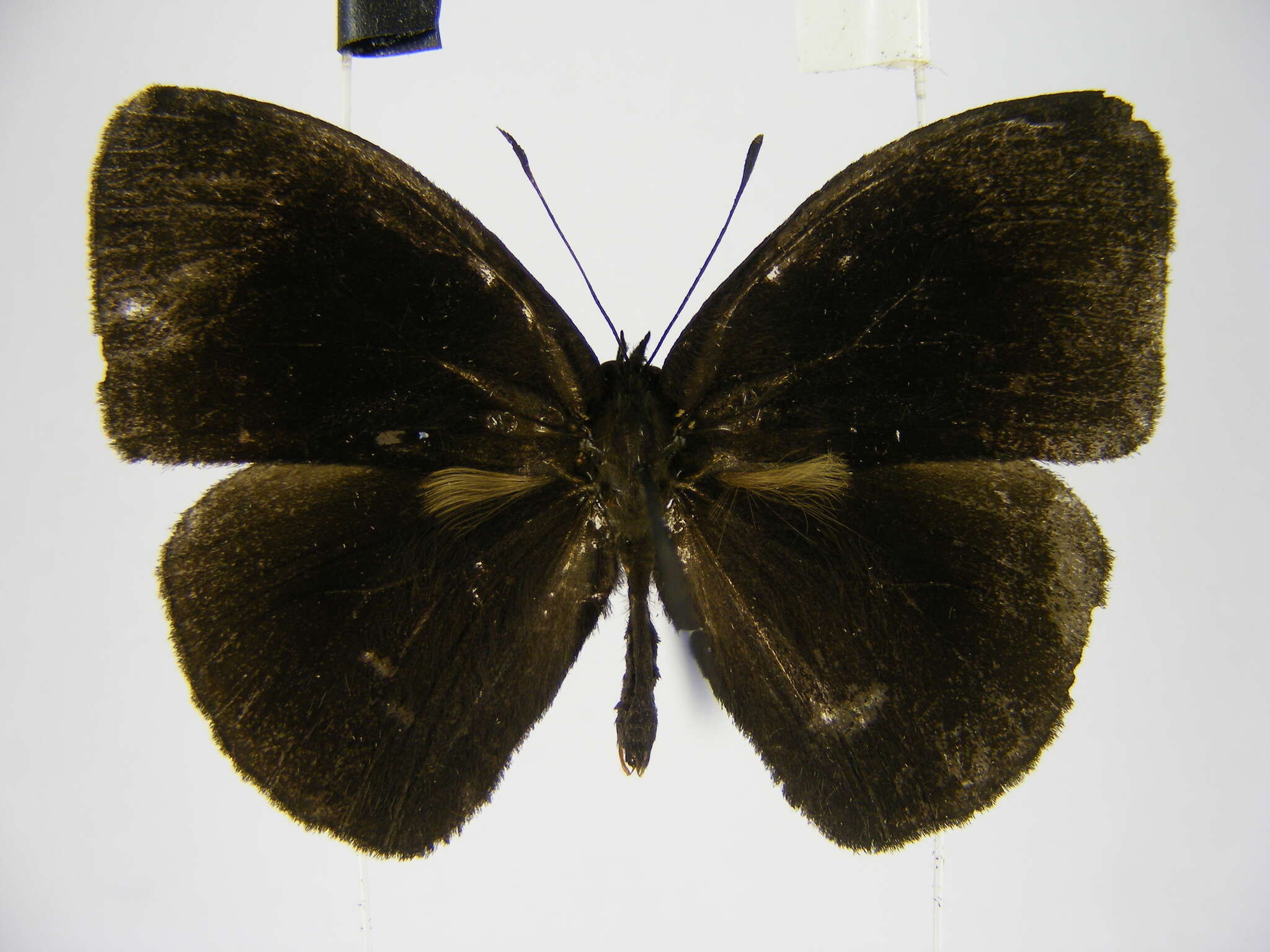 Image of Smith's Bush-brown