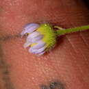 Image of Clear Creek fleabane