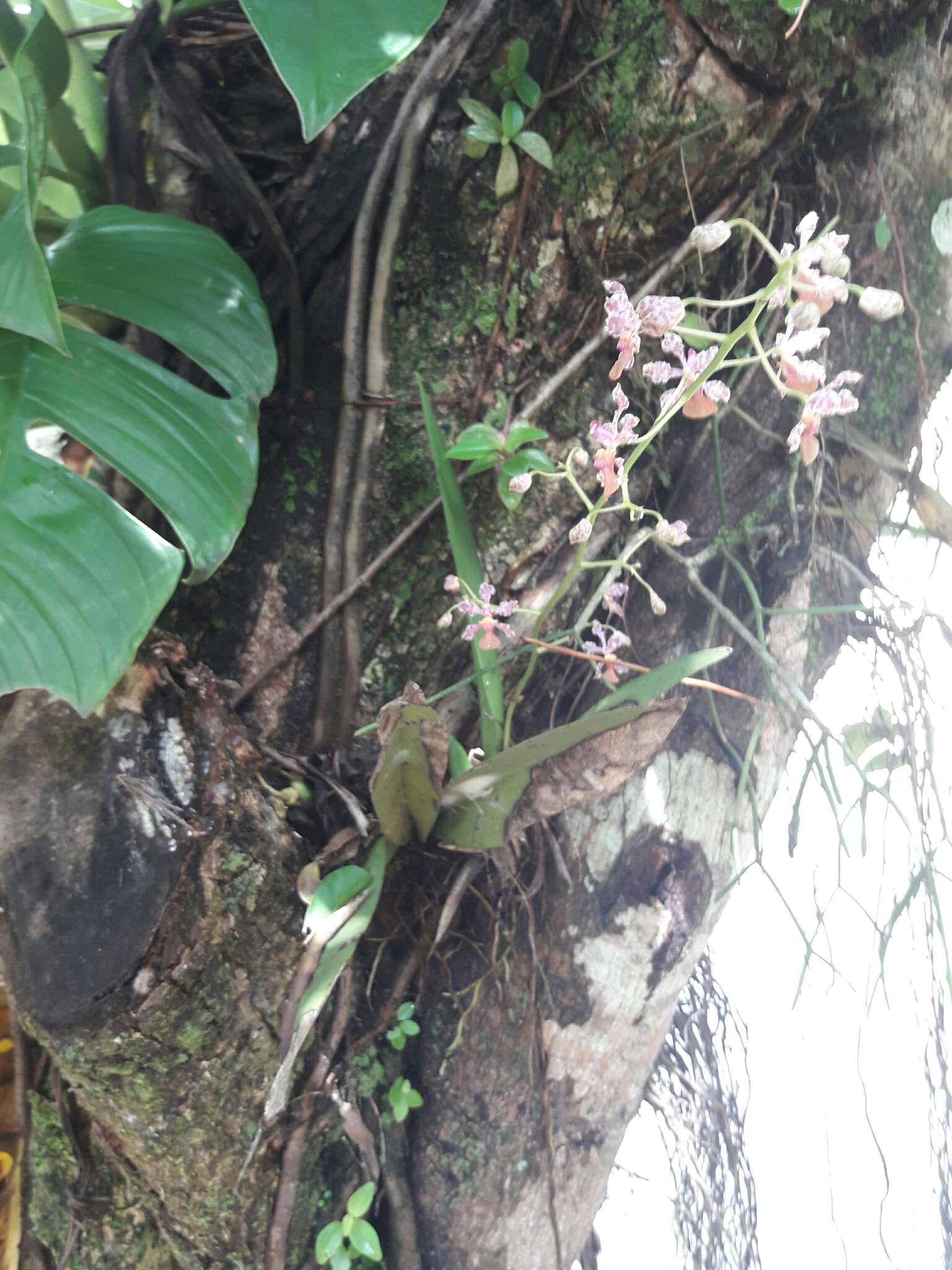 Image of Trichocentrum luridum (Lindl.) M. W. Chase & N. H. Williams