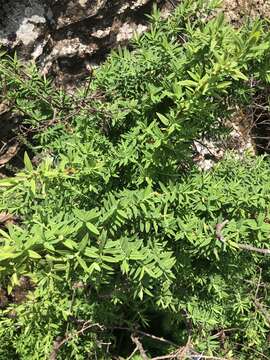 Image of Hypericum revolutum subsp. revolutum