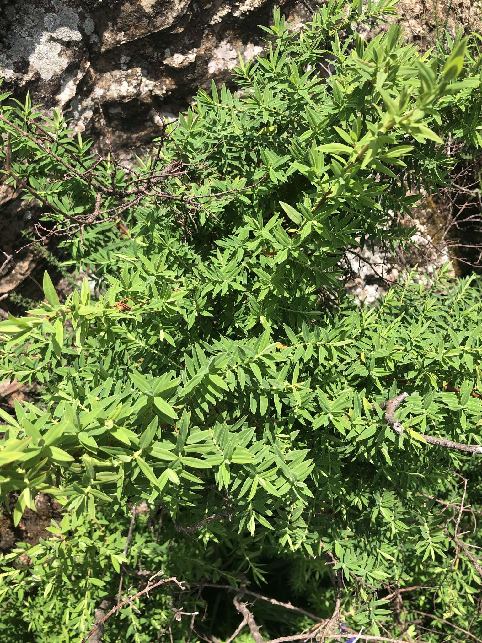 Image de Hypericum revolutum subsp. revolutum