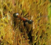 Image de Camponotus hemichlaena Yasumatsu & Brown 1951