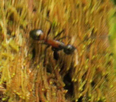 Image of Camponotus hemichlaena Yasumatsu & Brown 1951