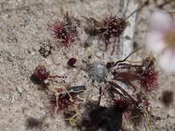 Image of Drosera occidentalis Morr.