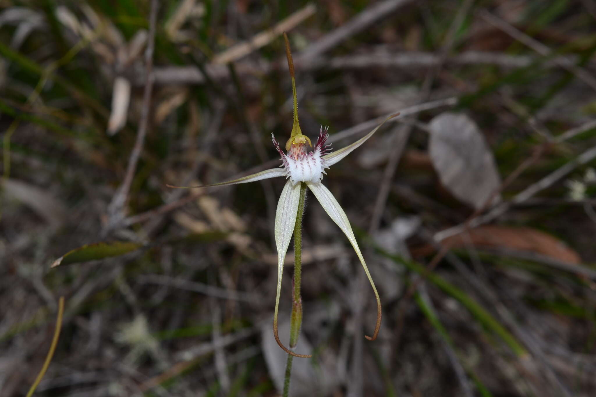 Caladenia leucochila A. P. Br., R. Phillips & G. Brockman的圖片