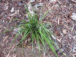 Image of Astelia banksii A. Cunn.