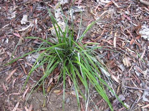 Astelia banksii A. Cunn.的圖片