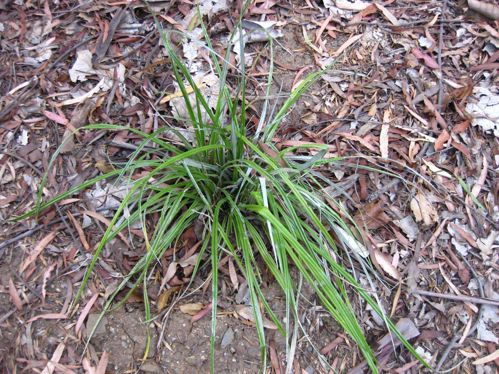 Astelia banksii A. Cunn.的圖片