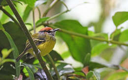 Image of Rufous-crowned Tody-Flycatcher