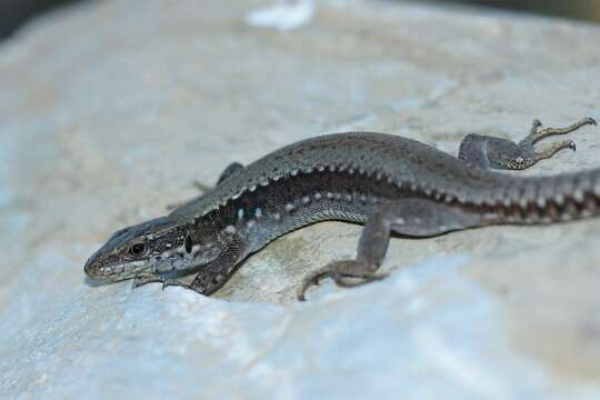 Image of Leonese rock lizard
