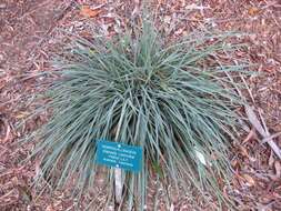 Image of cerulean flaxlily