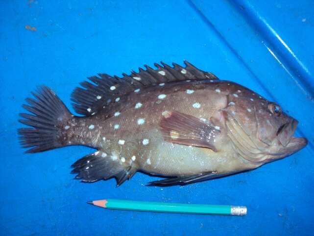 Image of Snowy grouper