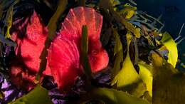 Image of red velvetfishes
