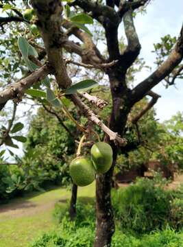 Vitex doniana Sweet resmi