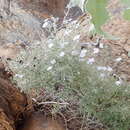 صورة Jamesbrittenia ramosissima (Hiern) O. M. Hilliard