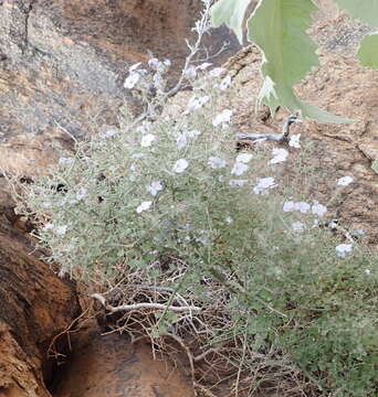 Image of Jamesbrittenia ramosissima (Hiern) O. M. Hilliard
