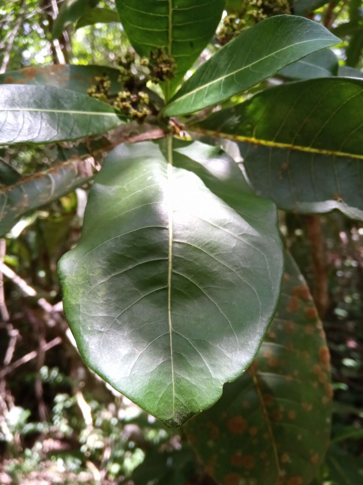 Image of Psychotria berizokae (Bremek.) A. P. Davis & Govaerts