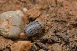 Phyllodromica (Lobolampra) subaptera (Rambur 1838)的圖片