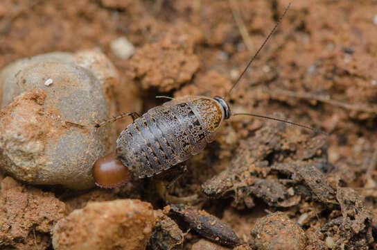 Image of Phyllodromica (Lobolampra) subaptera (Rambur 1838)