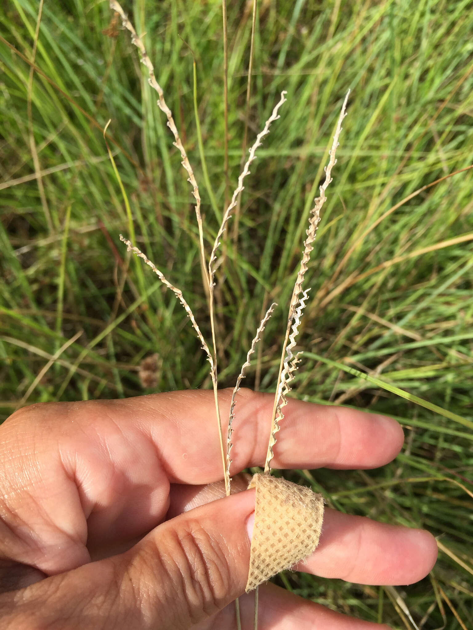 Image of brownseed paspalum