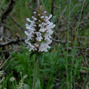 Image of Betonica scardica Griseb.