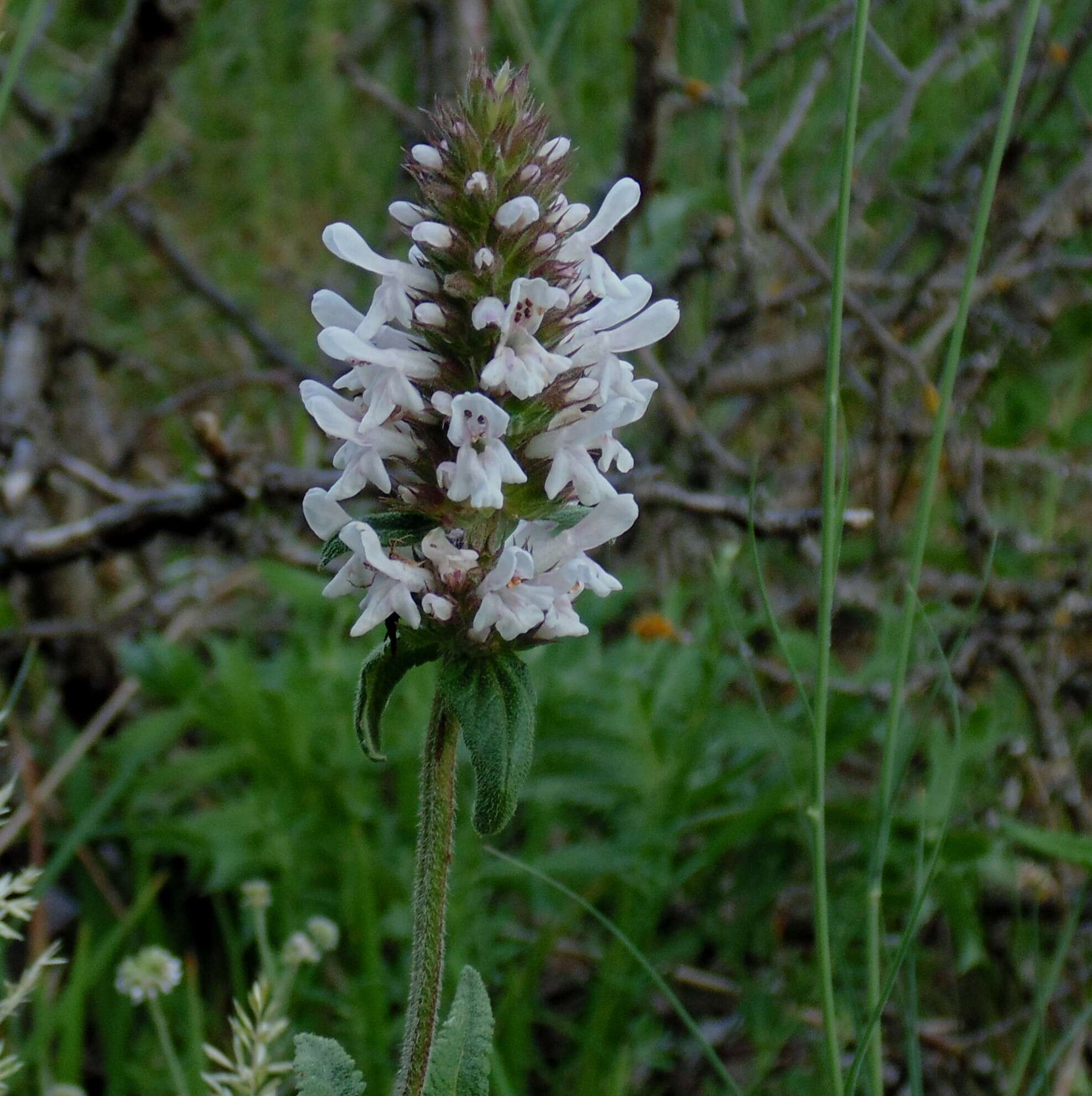 Image de Betonica scardica Griseb.