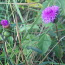 Image of Lessingianthus grandiflorus (Less.) H. Rob.