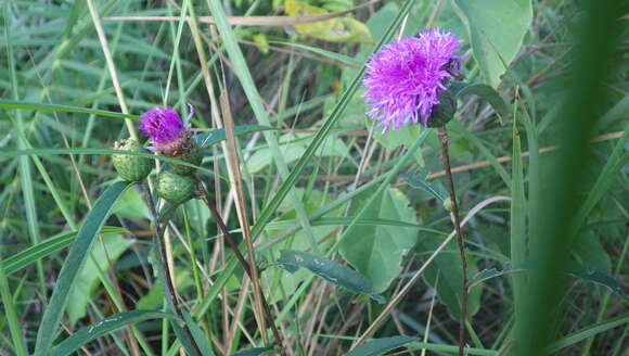 Слика од Lessingianthus grandiflorus (Less.) H. Rob.