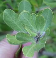 Image of Otholobium polystictum (Harv.) C. H. Stirt.