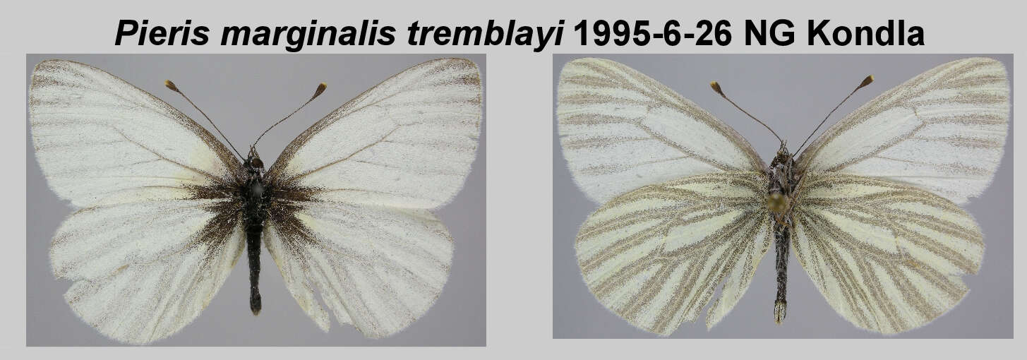 Image of Pieris marginalis tremblayi Eitschberger 1984