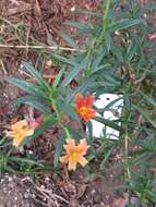 Plancia ëd Mimulus