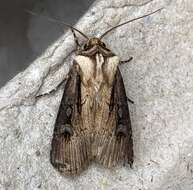 صورة Agrotis volubilis Harvey 1874